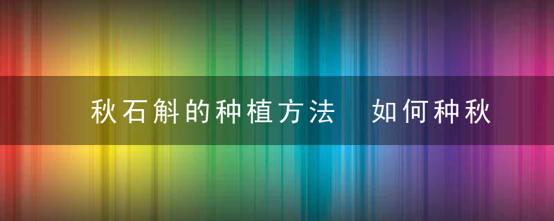 秋石斛的种植方法 如何种秋石斛